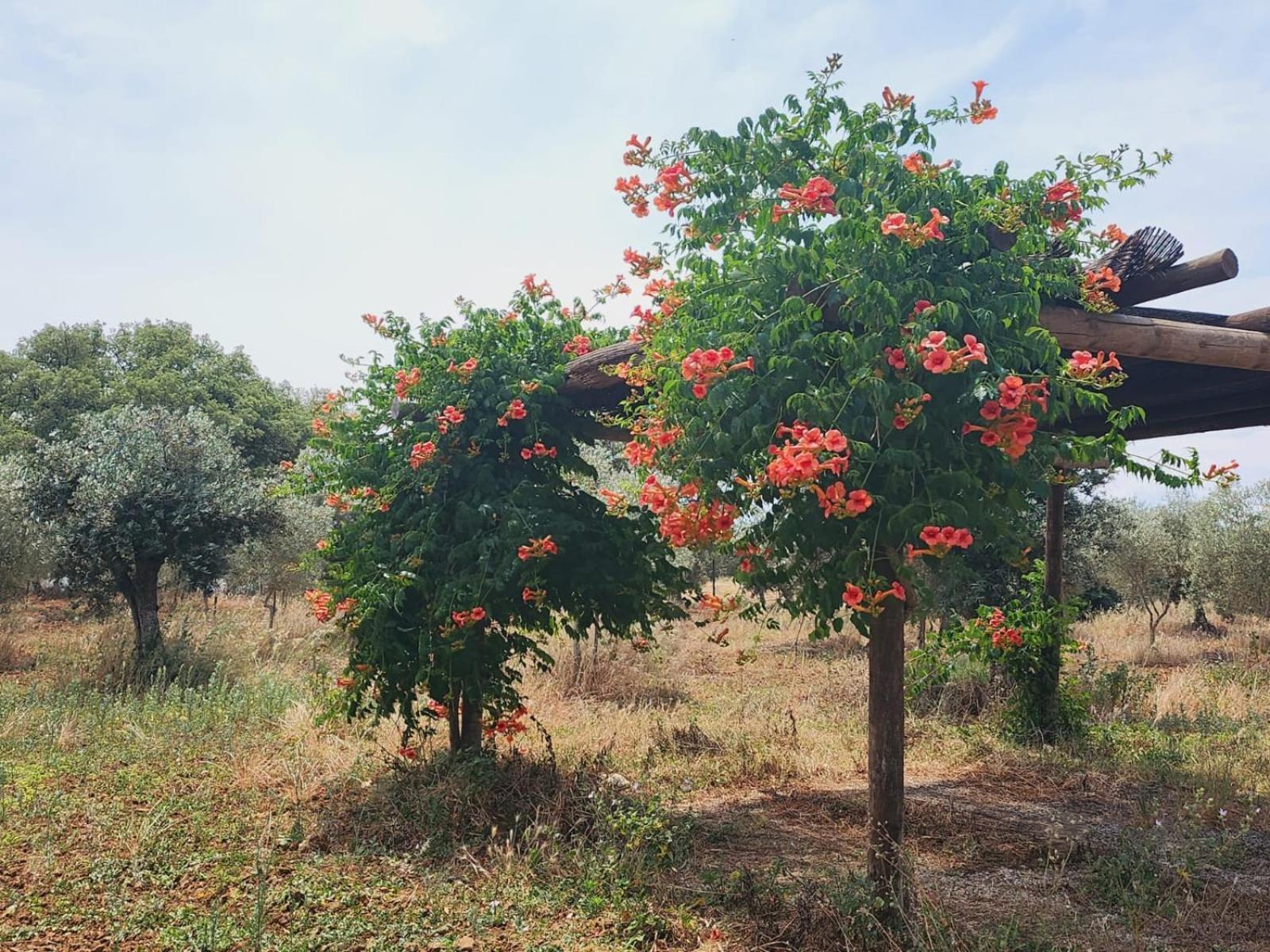 Montinho Do Palanque Villa Viana do Alentejo Ngoại thất bức ảnh